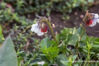 Garten-Beinwell „Hidcote Blue“ 8 Garten-Beinwell „Hidcote Blue“ – Bild 6