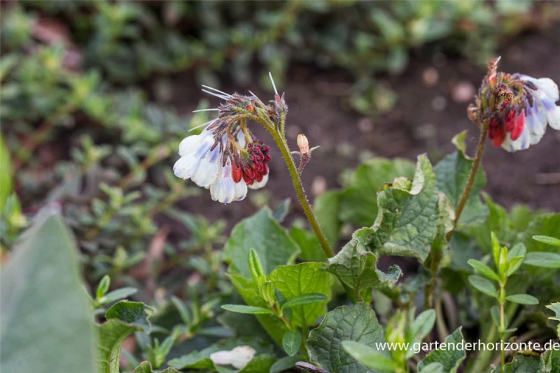 Garten-Beinwell „Hidcote Blue“ 4 Garten-Beinwell „Hidcote Blue“ – Bild 2