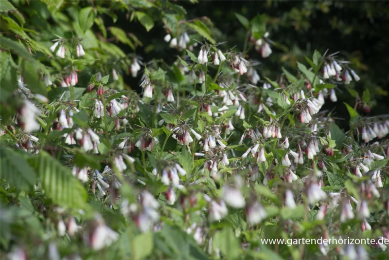 Garten-Beinwell „Hidcote Blue“ 6 Garten-Beinwell „Hidcote Blue“ – Bild 4