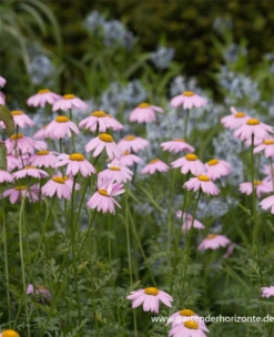 Bunte Garten-Margerite „Robinsons Rosa“ 11 Bunte Garten-Margerite „Robinsons Rosa“ -Blumen Risse Verkaufsladen P2004476 1 800x800