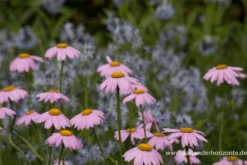 Bunte Garten-Margerite „Robinsons Rosa“ 12 Bunte Garten-Margerite „Robinsons Rosa“ -Blumen Risse Verkaufsladen P2004476 2 800x800
