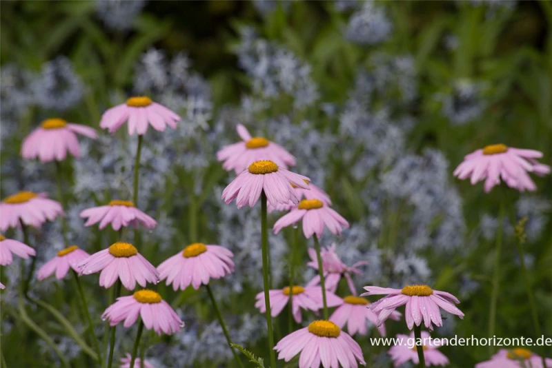 Bunte Garten-Margerite „Robinsons Rosa“ 5 Bunte Garten-Margerite „Robinsons Rosa“ – Bild 3