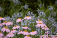 Bunte Garten-Margerite „Robinsons Rosa“ 10 Bunte Garten-Margerite „Robinsons Rosa“ – Bild 8