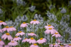 Bunte Garten-Margerite „Robinsons Rosa“ 13 Bunte Garten-Margerite „Robinsons Rosa“ -Blumen Risse Verkaufsladen P2004476 3 800x800