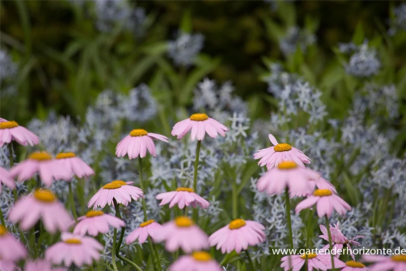 Bunte Garten-Margerite „Robinsons Rosa“ 6 Bunte Garten-Margerite „Robinsons Rosa“ – Bild 4