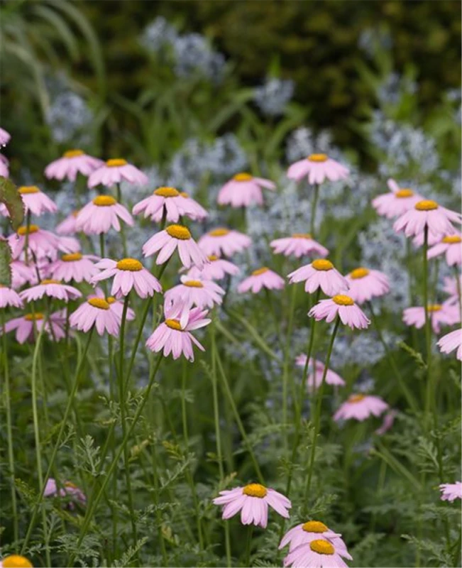 Bunte Garten-Margerite „Robinsons Rosa“ 3 Bunte Garten-Margerite „Robinsons Rosa“