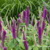 Garten-Gamander „Purple Tails“