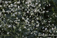 Garten-Wiesenraute „Album“ 5 Garten-Wiesenraute „Album“ – Bild 3