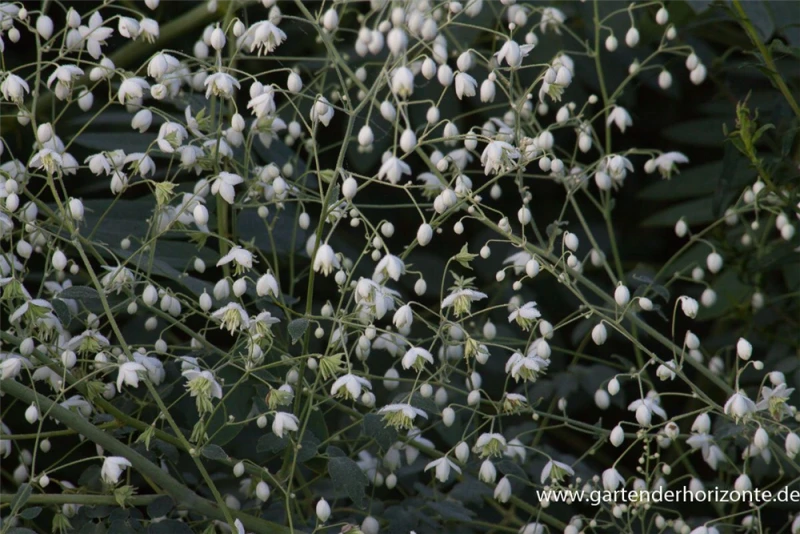 Garten-Wiesenraute „Album“ 3 Garten-Wiesenraute „Album“