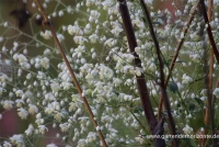 Garten-Wiesenraute „Album“ 6 Garten-Wiesenraute „Album“ – Bild 4