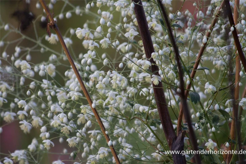 Garten-Wiesenraute „Album“ 4 Garten-Wiesenraute „Album“ – Bild 2