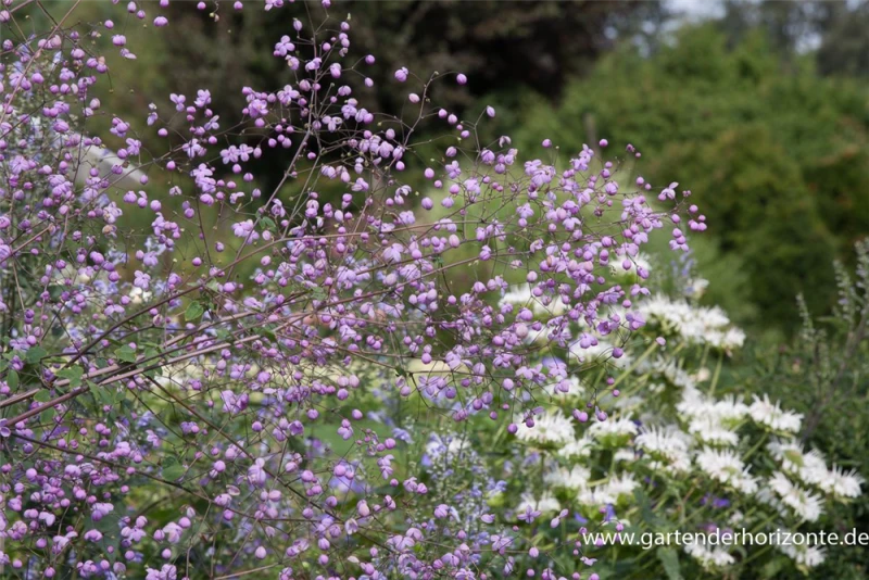 Garten-Wiesenraute „Splendide“® 3 Garten-Wiesenraute „Splendide“®