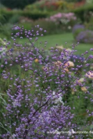 Garten-Wiesenraute „Splendide“® 6 Garten-Wiesenraute „Splendide“® – Bild 4