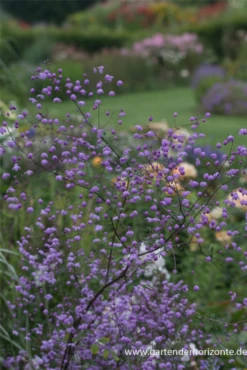 Garten-Wiesenraute „Splendide“® 7 Garten-Wiesenraute „Splendide“® -Blumen Risse Verkaufsladen P2004500 2 800x800