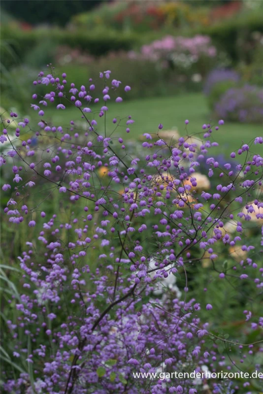 Garten-Wiesenraute „Splendide“® 4 Garten-Wiesenraute „Splendide“® – Bild 2