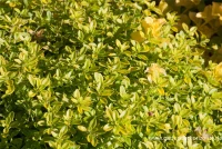 Gold-Thymian „Aureus“ 10 Gold-Thymian „Aureus“ – Bild 8