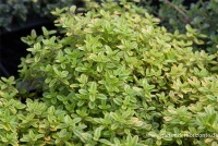 Gold-Thymian „Aureus“ 11 Gold-Thymian „Aureus“ – Bild 9