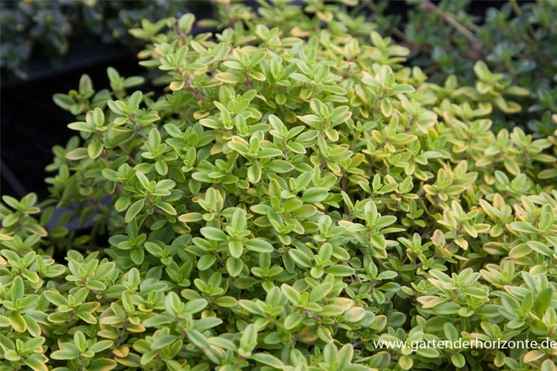 Gold-Thymian „Aureus“ 4 Gold-Thymian „Aureus“ – Bild 2