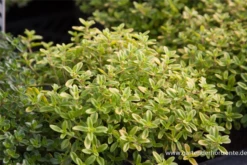 Garten-Thymian „Golden Dwarf“