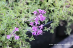 Bressingham-Garten-Thymian „Bressingham Seedling“