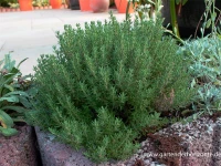 Gedrungener Garten-Thymian 6 Gedrungener Garten-Thymian – Bild 4