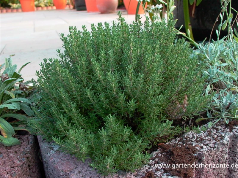 Gedrungener Garten-Thymian 3 Gedrungener Garten-Thymian