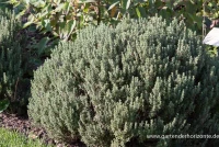 Gedrungener Garten-Thymian 7 Gedrungener Garten-Thymian – Bild 5