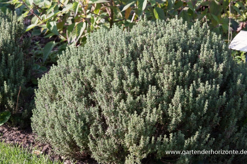 Gedrungener Garten-Thymian 4 Gedrungener Garten-Thymian – Bild 2