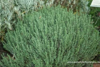 Gedrungener Garten-Thymian 8 Gedrungener Garten-Thymian – Bild 6