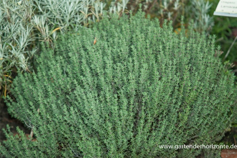 Gedrungener Garten-Thymian 5 Gedrungener Garten-Thymian – Bild 3