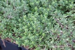 Echter Thymian -Blumen Risse Verkaufsladen P2004542 3 800x800