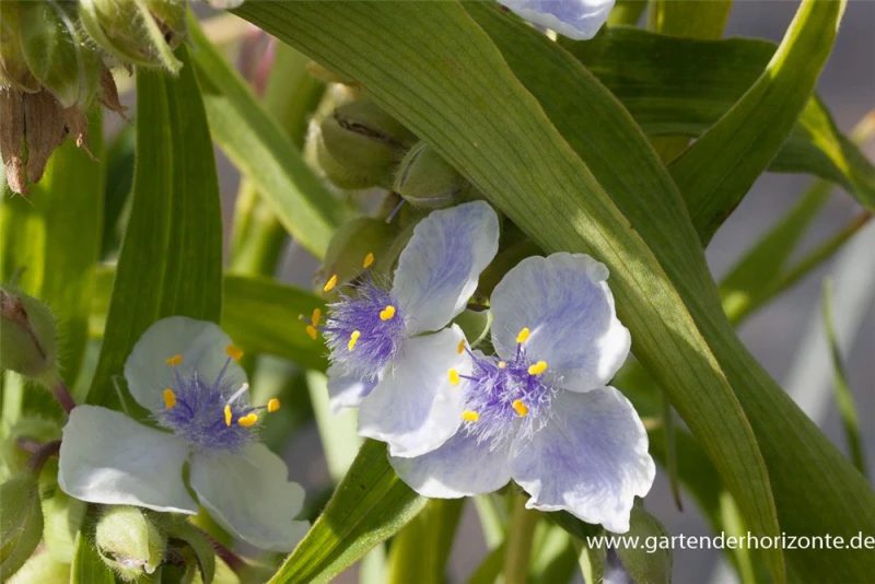 Garten-Dreimasterblume „Osprey“ 3 Garten-Dreimasterblume „Osprey“