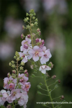Garten-Königskerze „Pink Domino“ -Blumen Risse Verkaufsladen P2004631 2 800x800