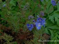 Armenischer Ehrenpreis 5 Armenischer Ehrenpreis – Bild 3