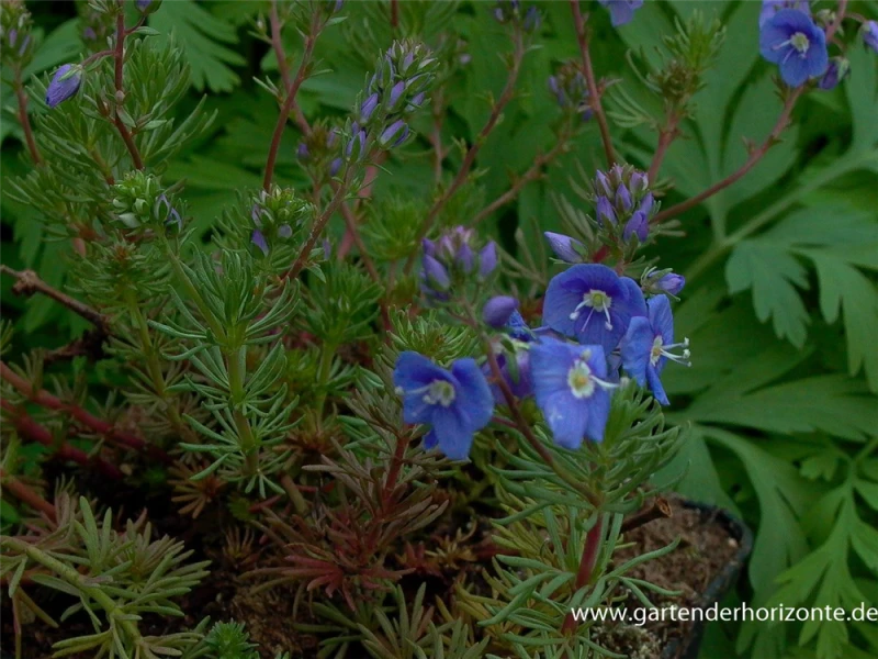 Armenischer Ehrenpreis 3 Armenischer Ehrenpreis