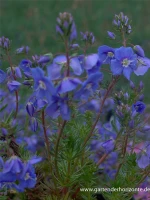 Armenischer Ehrenpreis 6 Armenischer Ehrenpreis – Bild 4