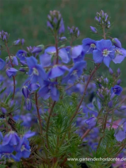 Armenischer Ehrenpreis 7 Armenischer Ehrenpreis -Blumen Risse Verkaufsladen P2004649 2 800x800