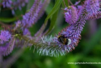 Asiatischer Kandelaberehrenpreis „Apollo“ 8 Asiatischer Kandelaberehrenpreis „Apollo“ – Bild 6