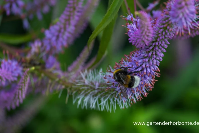 Asiatischer Kandelaberehrenpreis „Apollo“ 5 Asiatischer Kandelaberehrenpreis „Apollo“ – Bild 3