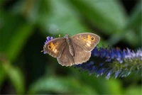 Asiatischer Kandelaberehrenpreis „Apollo“ 6 Asiatischer Kandelaberehrenpreis „Apollo“ – Bild 4