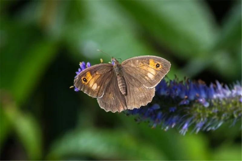 Asiatischer Kandelaberehrenpreis „Apollo“ 3 Asiatischer Kandelaberehrenpreis „Apollo“