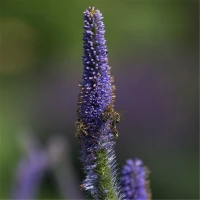 Asiatischer Kandelaberehrenpreis „Apollo“ 7 Asiatischer Kandelaberehrenpreis „Apollo“ – Bild 5