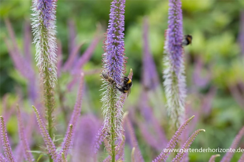 Garten-Kandelaberehrenpreis „Fascination“ 12 Garten-Kandelaberehrenpreis „Fascination“ – Bild 10