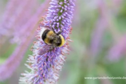 Garten-Kandelaberehrenpreis „Fascination“ 32 Garten-Kandelaberehrenpreis „Fascination“ -Blumen Risse Verkaufsladen P2004717 11 800x800