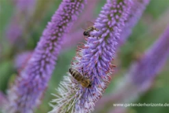 Garten-Kandelaberehrenpreis „Fascination“ 33 Garten-Kandelaberehrenpreis „Fascination“ -Blumen Risse Verkaufsladen P2004717 12 800x800