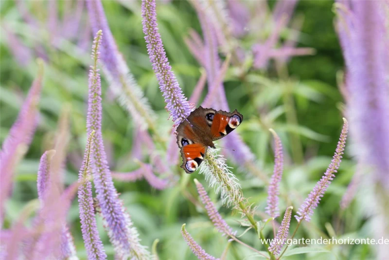 Garten-Kandelaberehrenpreis „Fascination“ 15 Garten-Kandelaberehrenpreis „Fascination“ – Bild 13