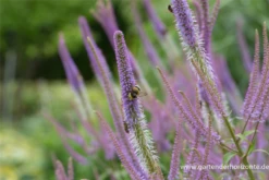 Garten-Kandelaberehrenpreis „Fascination“ 35 Garten-Kandelaberehrenpreis „Fascination“ -Blumen Risse Verkaufsladen P2004717 14 800x800