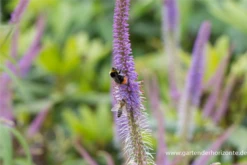 Garten-Kandelaberehrenpreis „Fascination“ 36 Garten-Kandelaberehrenpreis „Fascination“ -Blumen Risse Verkaufsladen P2004717 15 800x800