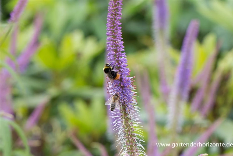 Garten-Kandelaberehrenpreis „Fascination“ 17 Garten-Kandelaberehrenpreis „Fascination“ – Bild 15