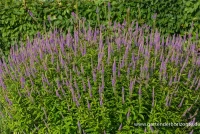 Garten-Kandelaberehrenpreis „Fascination“ 18 Garten-Kandelaberehrenpreis „Fascination“ – Bild 16